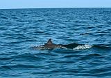 IMG_4808 delfini nel tratto di mare per Shuaab, Socotra